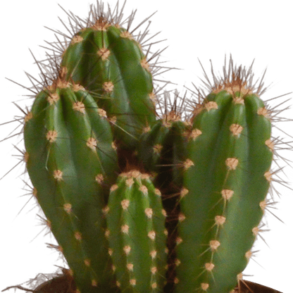 Kaktus - Cereus - Mix - Zimmerpflanze - 10,5 cm - 3 Stück + Terracotta-Topf 
