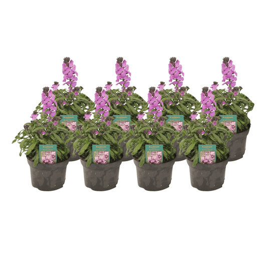 Violetter Schöterich - Erysimum Linifolium 'Bowles Mauve' - Ø13cm - ↕30cm - 8 Stück 