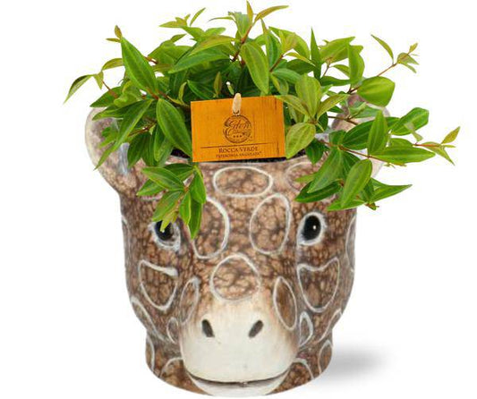 Peperomia Angulata 'Rocca Vivace' – Zwergpfeffer – Zimmerpflanze im Ziertopf – Ø11cm Pflanze – ca. 15cm hoch – inkl. Topf Giraffe Braun Ø11/14x11cm 