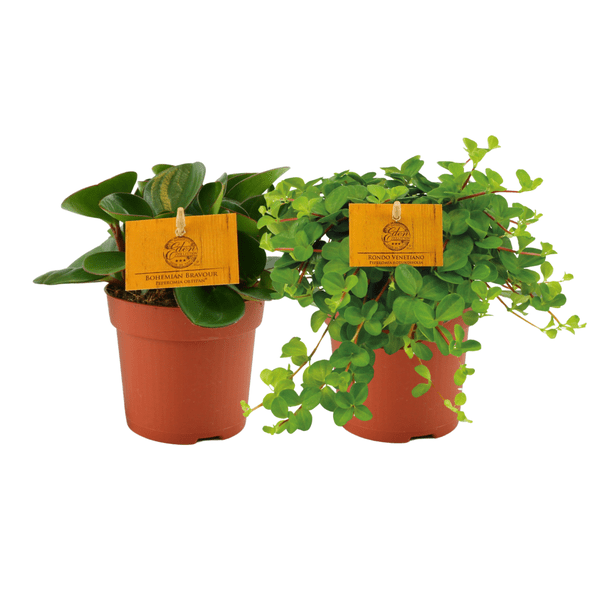 Peperomia Duo – Zwergpfeffer – Zimmerpflanze – 2 Pflanzen – Ø10.5cm – Höhe ca. 15cm – Pflegeleichte Grünpflanze für Wohnung & Büro 