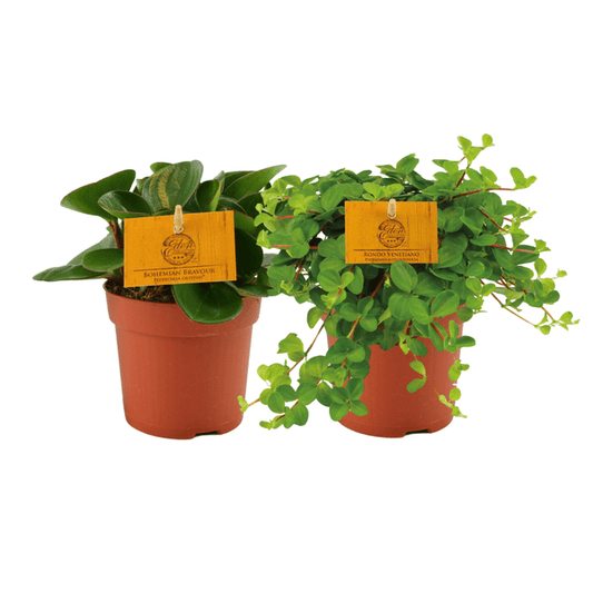 Peperomia Duo – Zwergpfeffer – Zimmerpflanze – 2 Pflanzen – Ø10.5cm – Höhe ca. 15cm – Pflegeleichte Grünpflanze für Wohnung & Büro 