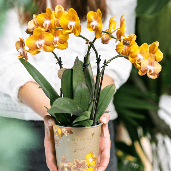 Orange Phalaenopsis-Orchidee Las Vegas im goldenen Groove-Ziertopf - Ø12cm 