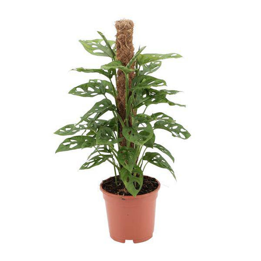 Fensterblatt - Monstera Monkey Leaf - Zimmerpflanze - Ø17cm - ↕60cm 