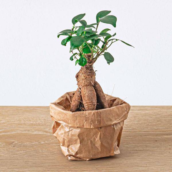 Flaschengarten Ficus Ginseng Bonsai – Nachfüllpackung & Starter Kit – DIY Pflanzenterrarium Set – Komplettset mit Terrarienpflanzen, Aktivkohle & Zubehör – Mini-Ökosystem zum Selberbauen 