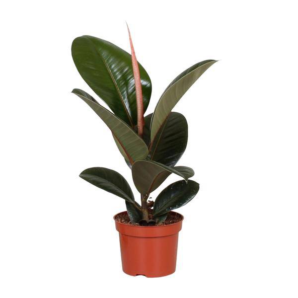 Gummibaum - Ficus Elastica Robusta - Zimmerpflanze - Ø12cm - ↕35cm 