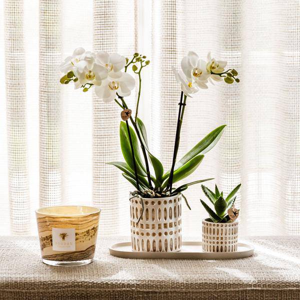 Pflanzenset Weiße Phalaenopsis Orchidee Amabilis & Sukkulente – Keramiktöpfe Mosaik – Auf cremefarbenem organischem Tablett – Elegante Deko für Wohnraum & Büro 