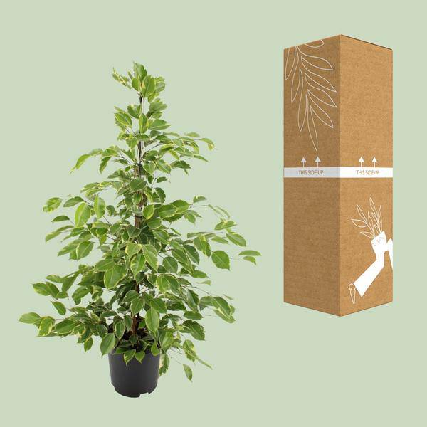 Birken-Feige Ficus benjamina Goldenking – Zimmerpflanze – Ø21cm – Ca. 95cm – Glänzende Blätter – Pflegeleicht – Für Halbschatten & Innenräume 