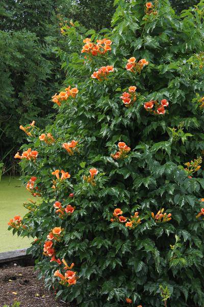Klettertrompete - Campsis 'Indian Summer' - ↨65cm - Ø15cm - 2 Stück 