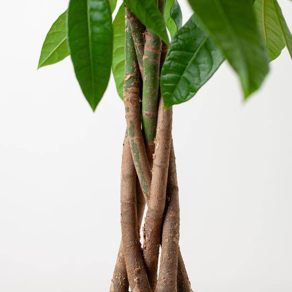 Pachira Aquatica 80cm – Glückskastanie Geldbaum Zimmerpflanze Ø21cm – pflegeleichte Pflanze mit geflochtenem Stamm im nachhaltigen Viber Grau Topf – dekorative luftreinigende Zimmerpflanze 