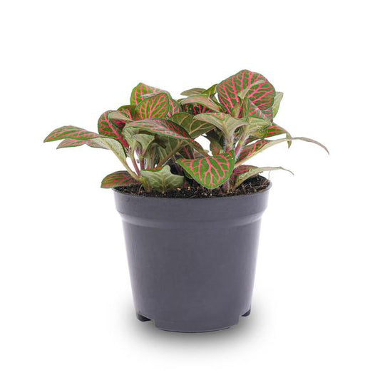 Fittonia Rot – Mosaikpflanze – Zimmerpflanze – Terrarienpflanze – Ø9cm – Tropische Pflanze mit roten & grünen Blättern – Helles Plätzchen ohne direkte Sonne 