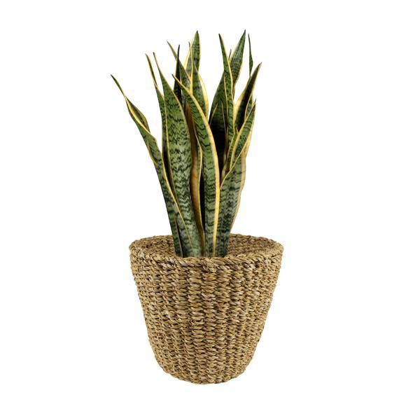 Korb - Hellbraun - Jip Natur - M - H23cm - B26cm 
