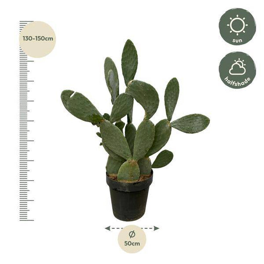 Opuntia Ficus Indica – Feigenkaktus – Große Zimmer- & Gartenpflanze – ↕140cm – Ø50cm – Pflegeleichter Kaktus mit gelben Blüten – Sukkulente für sonnige Standorte 