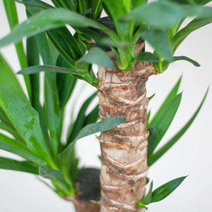Yucca Elephantipes – Riesen-Palmlilie – Zimmerpflanze – ca. 90cm hoch – Ø21cm – In Übertopf Viber Weiß – Pflegeleicht & nachhaltig 