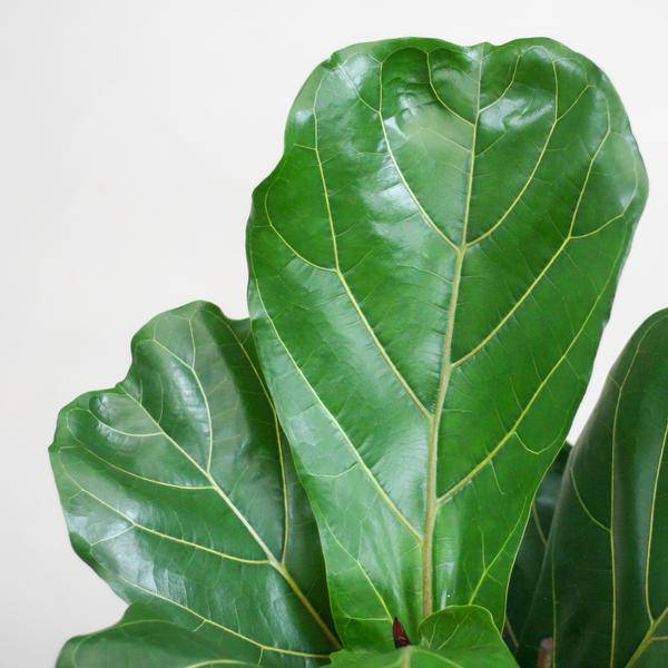 Ficus Lyrata – Geigen-Feige – Zimmerpflanze ↕80cm – Ø21cm – große Blätter – inklusive nachhaltigem Viber Topf Weiß – dekorative Grünpflanze für Zuhause und Büro 