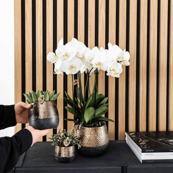 Orchidee Gent Weiß – 4er Set – Zimmerpflanzen mit weißen Blüten – Ø12cm – Frisch vom Bauern – Langlebige Blüte – Elegante Wohnraum-Deko 