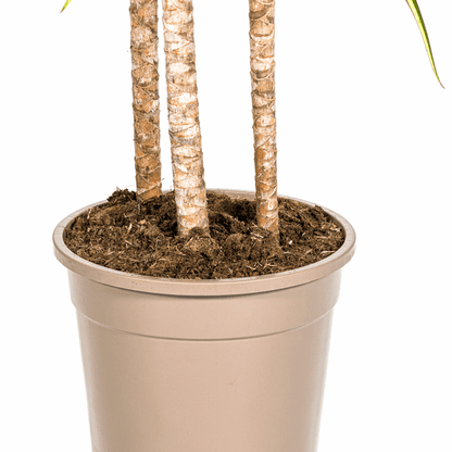 Dracaena marginata Sunray – Drachenbaum – Zimmerpflanze – Ø24cm – ↕130-150cm – Tropische Pflanze für hellen Innenbereich – Pflegeleicht & Minimalistisch 