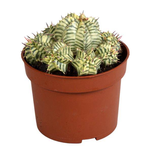 Wolfsmilch - Euphorbia meloformis variegata - Zimmerpflanze - Sukkulente - 10,5cm 