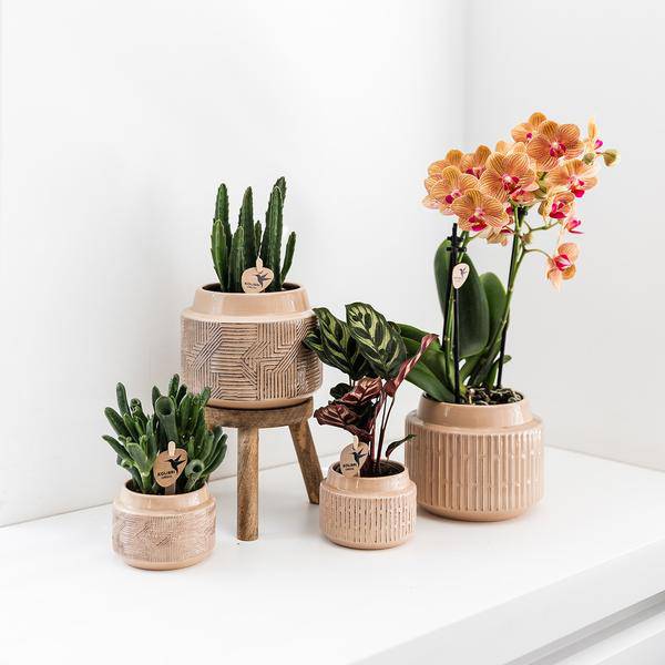 Calathea Makoyana – Pfauen-Korbmaranthe – Zimmerpflanze – Ø9cm – Exotische, kompakte Grünpflanze mit dekorativen Blättern – Luftreinigend & pflegeleicht 