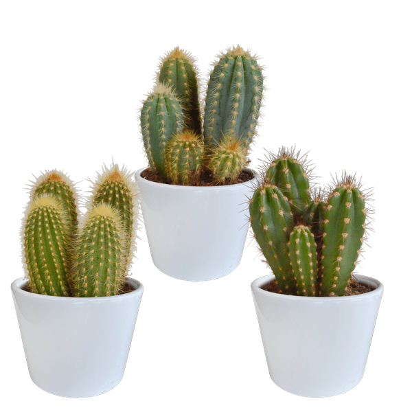 Kaktus - Cereus - Mix - 10,5 cm - 3 Stück - Zimmerpflanze - im weißen Topf 