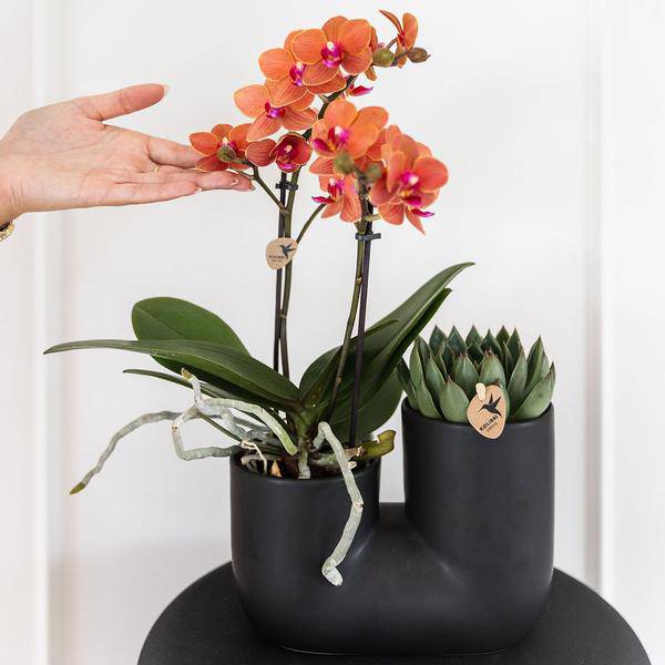 Bolzano Orchidee Orange & Sukkulente Miranda im schwarzen dekorativen Röhrentopf Ø9cm – Duo-Topf – Zimmerpflanze – stilvolle Geschenkidee 