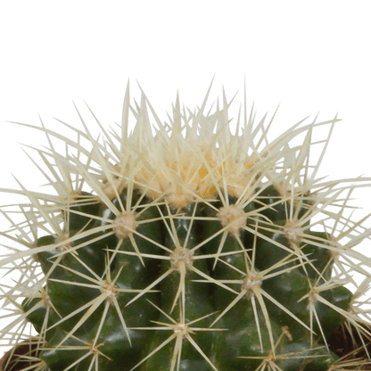 Kaktus - Bolcactus - Mix - 8,5 cm - Zimmerpflanze - im Terrakotta-Topf 