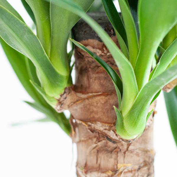Dracaena Janet Lind 95cm – Drachenbaum Zimmerpflanze Ø21cm – pflegeleichte grüne Pflanze mit Viber Topf Grau – luftreinigende Pflanze für Wohnzimmer & Büro 
