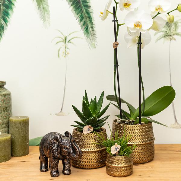 Groove Blumentopf Gold – Keramik-Topf mit mattem Finish – Ø12cm – Robustes, strukturiertes Design – Eleganter Pflanztopf fürs Wohnzimmer 