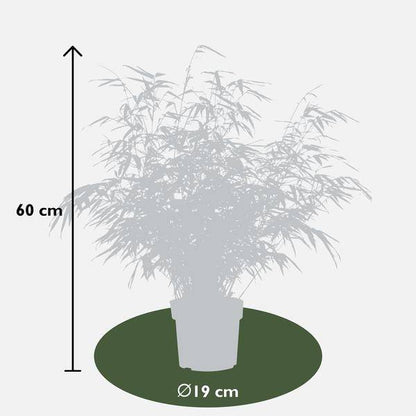 Schirmbambus Fargesia rufa – 2er – Set – ca. 60cm hoch Ø19cm – Immergrüner, horstbildender Bambus – Winterhart & nicht wucher