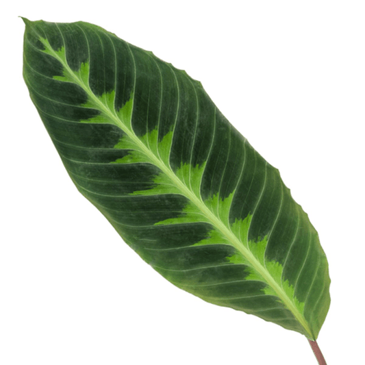 Calathea Warscewiczii – Korbmarante – Zimmerpflanze – ca. 80cm hoch – Ø19cm – Tropische Blattschmuckpflanze 