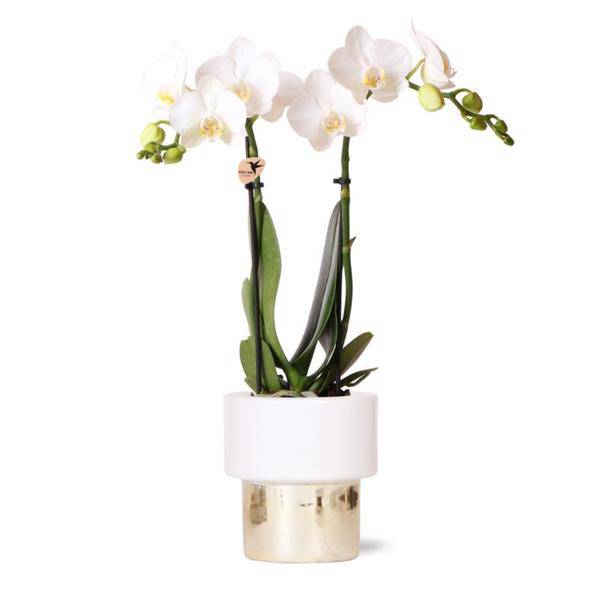 Phalaenopsis Orchidee Amabilis Weiß – 35cm Höhe – Ø9cm – Mit dekorativem Elite Topf Gold – Edle Zimmerpflanze mit 2–3 Blütenstielen – Pflegeleicht & dekorativ 