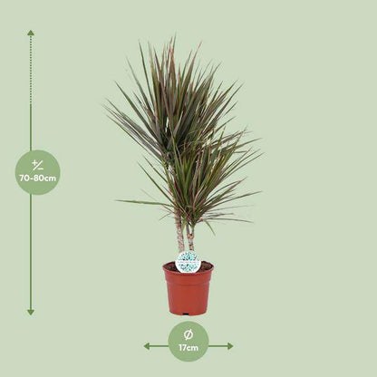 Drachenbaum - Dracaena Bicolor - Zimmerpflanze - Ø17cm - ↕75cm 
