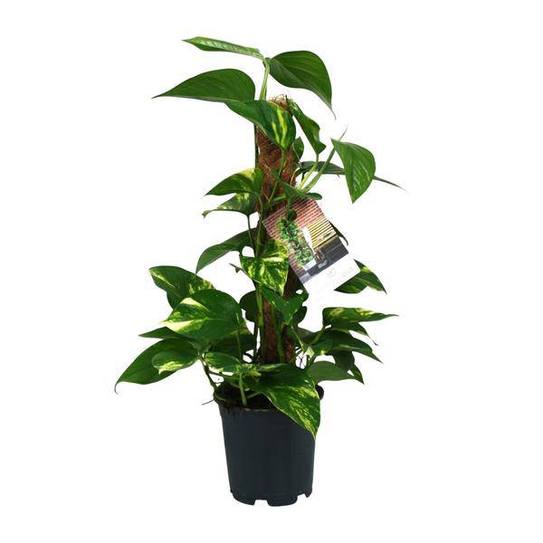 Efeutute - Scindapsus Epipremnum - Zimmerpflanze - Ø15cm - ↕50cm 