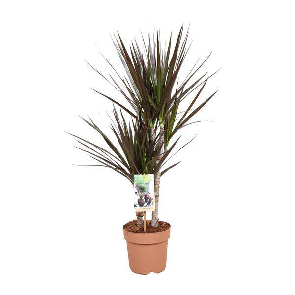 Drachenbaum - Dracaena Magenta - Zimmerpflanze - Ø17cm - ↕80cm 