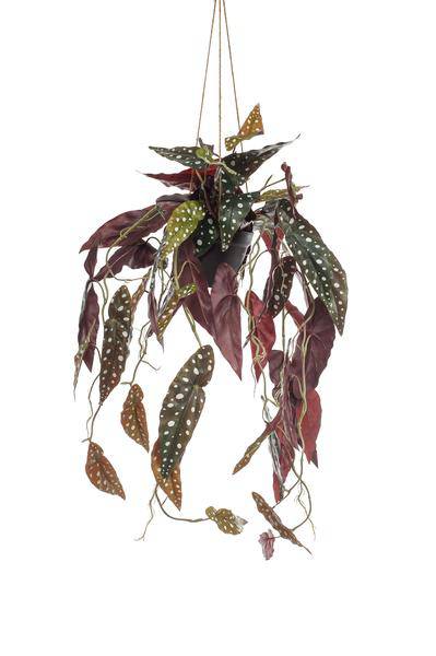 Kunstpflanze - Begonia Maculata - Forellenbegonie - 80 cm 