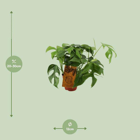 Fensterblatt - Monstera Minima - Zimmerpflanze - Ø12cm - ↕30cm 