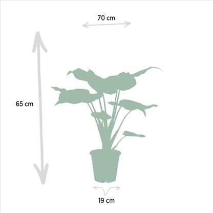 Alocasia Cucullata - Ø19cm - ↕60cm + Alocasia Lauterbachiana - Ø19cm - ↕75cm 
