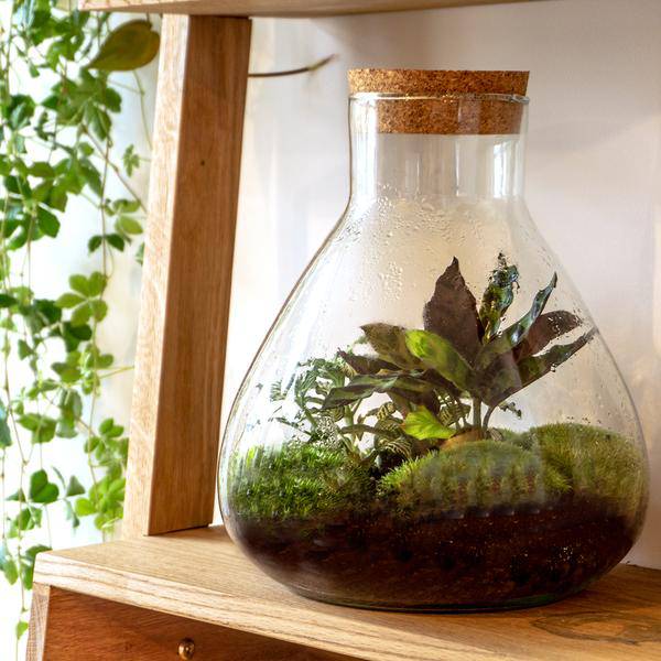 Terrarium Flasche Sammie – Glasgefäß für geschlossenes Terrarium oder Flaschengarten – dekoratives Pflanzgefäß ↕26,5cm 