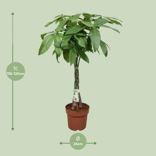 Glückskastanie – Pachira Aquatica – Ø24cm – 120cm hoch – Zimmerpflanze mit geflochtenem Stamm – Tropischer Geldbaum für Wohnzimmer, Büro & Wintergarten 