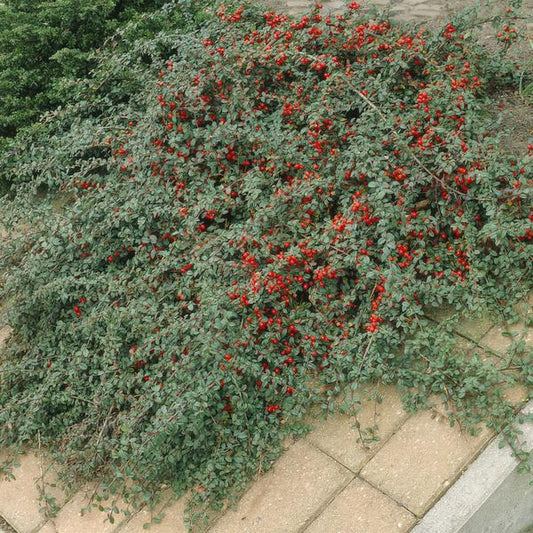 Cotoneaster dammeri – Teppich-Zwergmispel – Ø9cm – ↕10-25cm – 6 Pflanzen – Winterharter Bodendecker mit Blüten & Beeren 