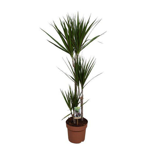 Drachenbaum - Dracaena marginata - Zimmerpflanze - Ø21cm - ↕120cm 
