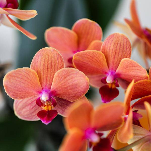 Phalaenopsis Orchidee Mineral Bolzano Orange – Zimmerpflanze mit 2–3 Zweigen – Inklusive Bubble Keramiktopf Weiß Ø9cm – Edle Orchidee für Wohnzimmer, Esszimmer & Büro 