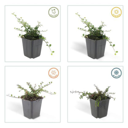 Teppichmispel Cotoneaster prostratus 'Königin der Teppiche' – ↕10-25cm – Ø9cm – 6 Pflanzen – Robuster Bodendecker – Weiße Blüten & rote Beeren – Sonne & Schatten – Pflegeleicht 