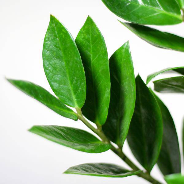 Zamioculcas Zamiifolia 80cm – Glücksfeder Zimmerpflanze Ø21cm – robuste & pflegeleichte Pflanze für Zuhause & Büro – inkl. handgeflochtenem Seegras-Korb Sofia Natur 