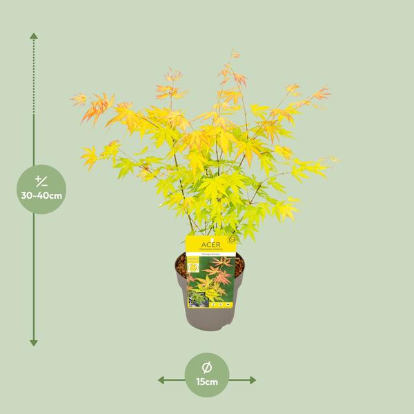 Fächer-Ahorn - Acer palmatum Orange Dream - Ø15cm - ↕30cm 