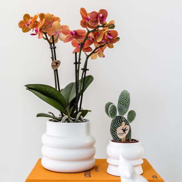 Phalaenopsis Orchidee Mineral Bolzano Orange – Zimmerpflanze mit 2–3 Zweigen – Inklusive Bubble Keramiktopf Weiß Ø9cm – Edle Orchidee für Wohnzimmer, Esszimmer & Büro 