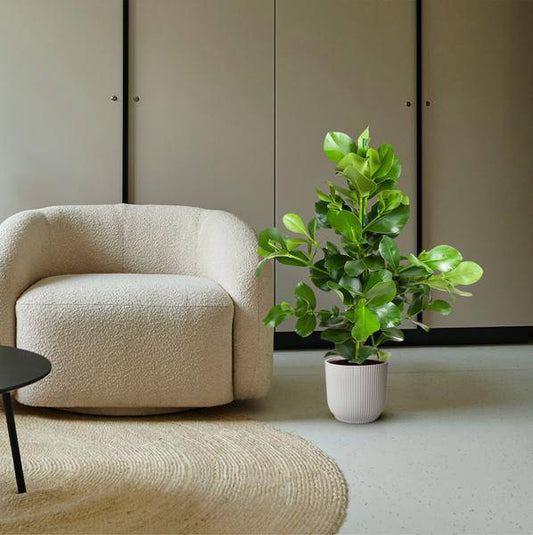 Balsamapfel – Clusia Rosea 130cm – Ø24cm – Zimmerpflanze mit dichten glänzenden Blättern – Robuste pflegeleichte Grünpflanze für Wohnzimmer, Büro & Wintergarten 