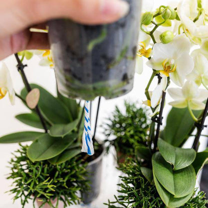 Einlage mit Wasserreservoir für Orchideenschale – Bewässerungssystem für Orchideen – Feldstrauß 1x12cm + 2x9cm + 3x WaterWicks – Selbstbewässerung für Kolibri Orchideen – Ø25cm 