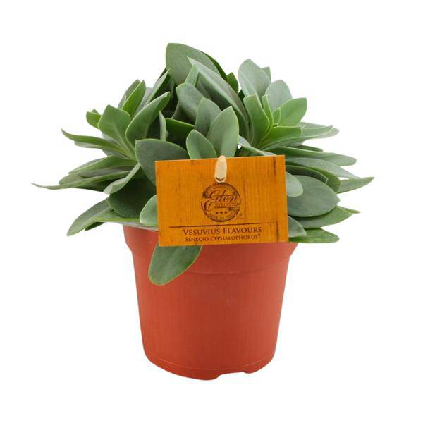 Senecio Cephalophorus – Kreuzkraut Ruby Slippers – Sukkulente Zimmerpflanze oder Gartenpflanze – Ø10.5cm – Höhe ca. 15cm 