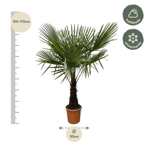 Hanfpalme – Trachycarpus 180cm – Ø30cm – Immergrüne Palme mit fächerförmigen Blättern – Exotische Kübelpflanze für Garten, Terrasse, Balkon & Innenbereich – Pflegeleicht 