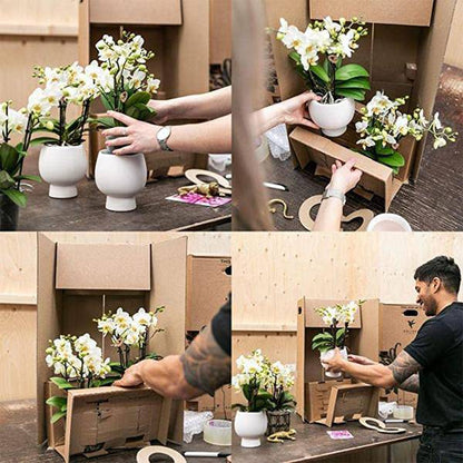 Sukkulente Echeveria Miranda – Zimmerpflanze – Ø12cm – Pflegeleichte Grünpflanze – Rosettenförmige Blätter – Für Wohnzimmer & Büro 